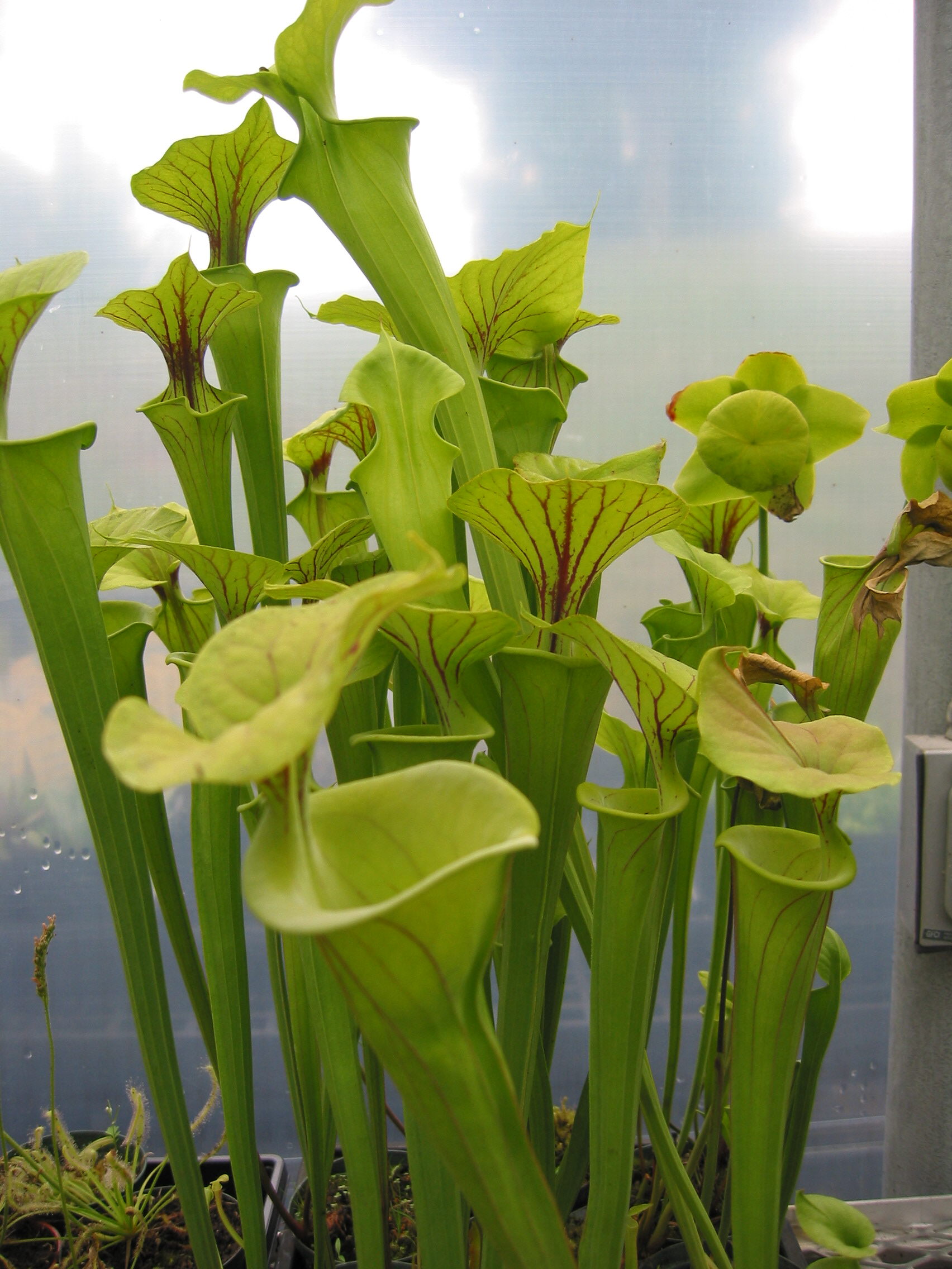 Care for Carnivorous Plants